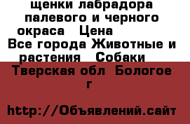 щенки лабрадора палевого и черного окраса › Цена ­ 30 000 - Все города Животные и растения » Собаки   . Тверская обл.,Бологое г.